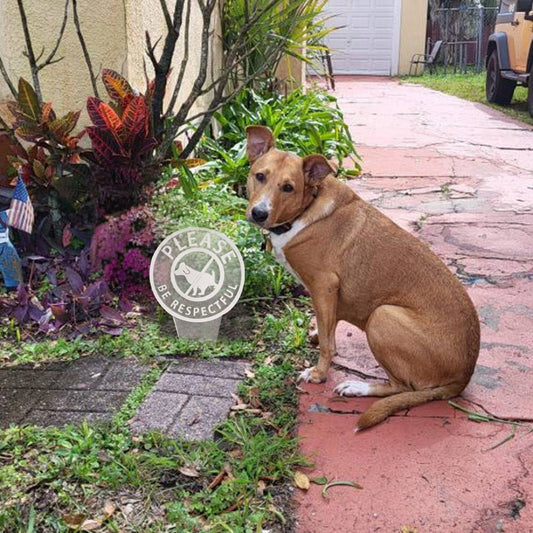 Dog Poop Sign With Bag Holder
